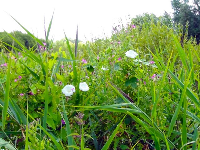 wild flowers