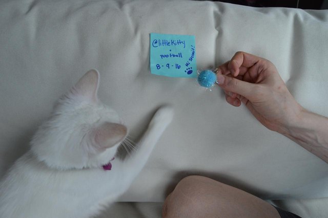 Image of @littlekitty and her verification