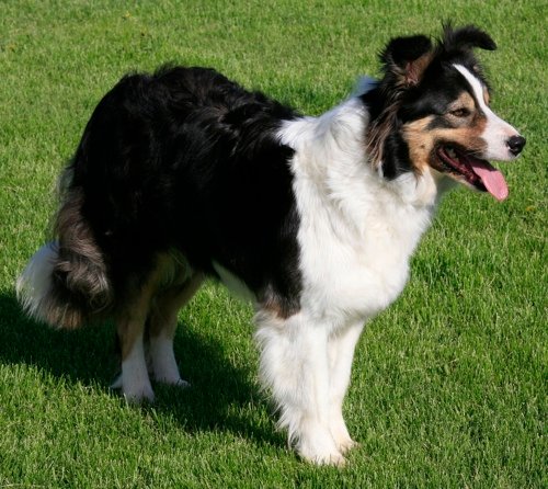 black white tan border collie