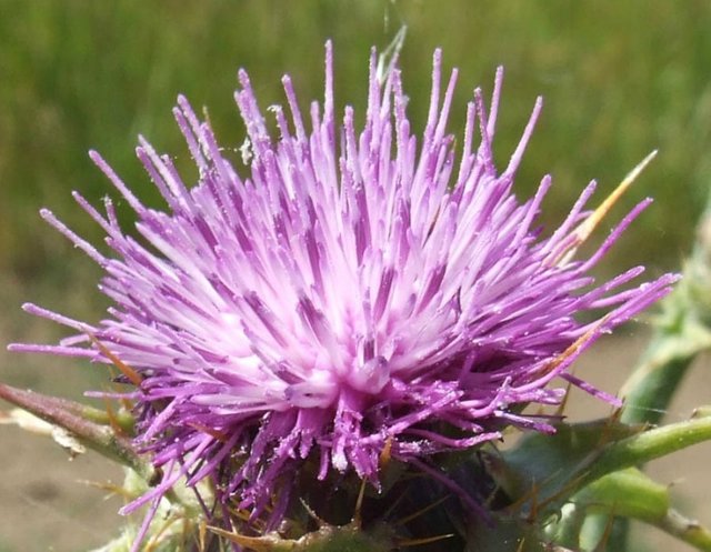 Thistle