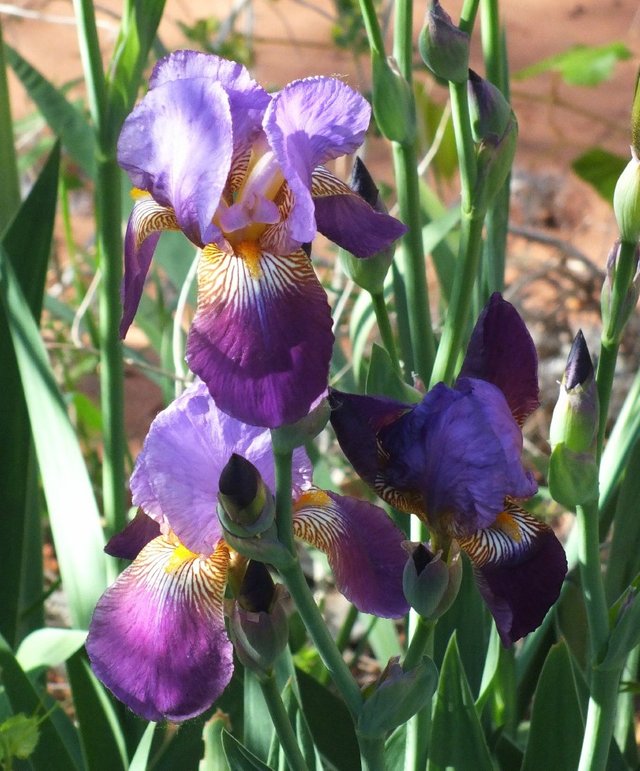 Irises