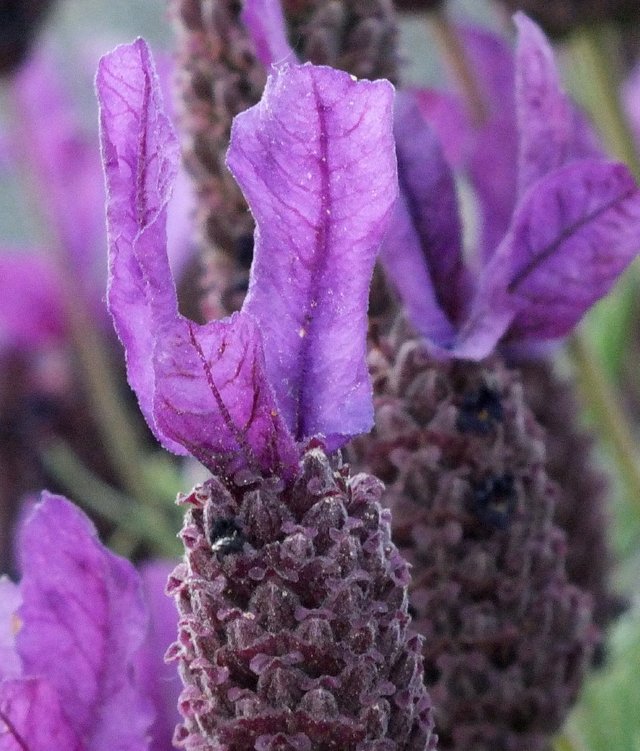FrenchLavender