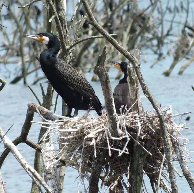 Cormorant