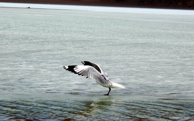 Brown-headed Gull, Pangong Tso, Ladakh