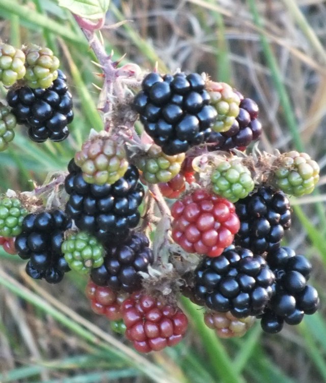 Blackberries