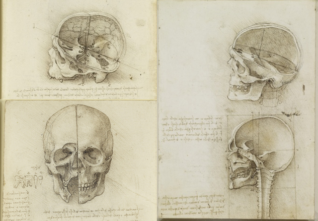 5: Leonardo Da Vinci - Anatomy of Man — Steemit