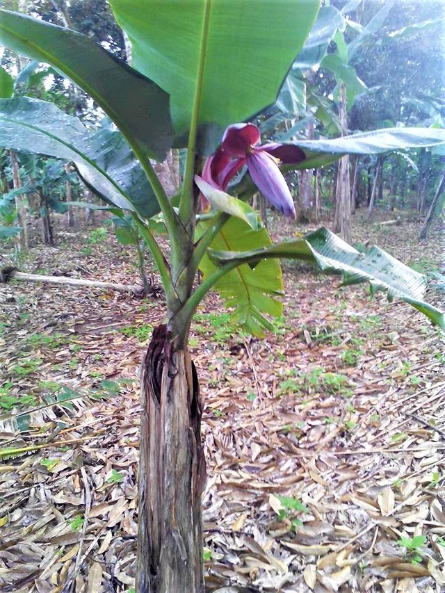 Банановое дерево умирает после приносящего плода