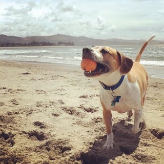 Puppy at the beach 2