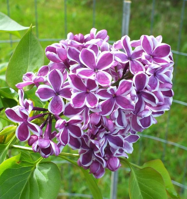 lilacs