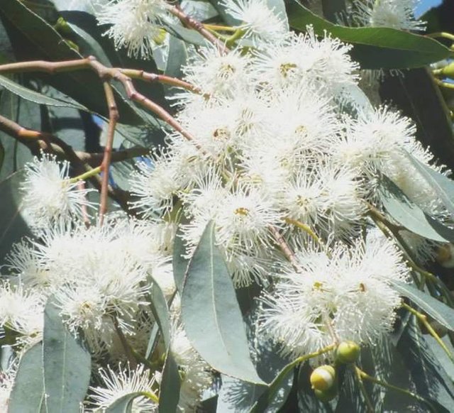 EucalyptusTree