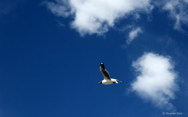 Brown-headed Gull, Pangong Tso, Ladakh