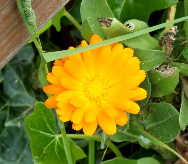 Calendula