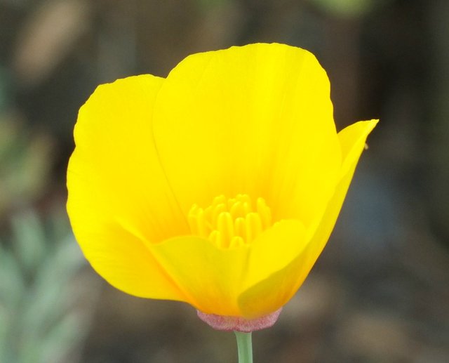 Poppy