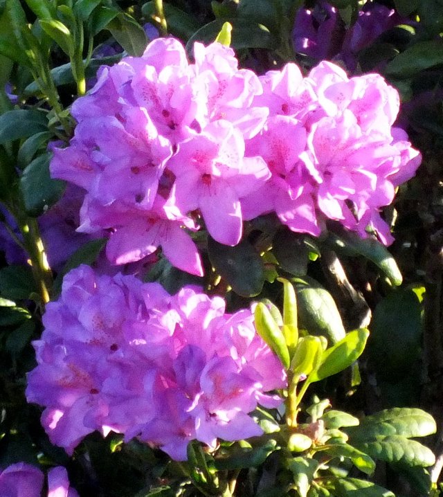 Rhododendron