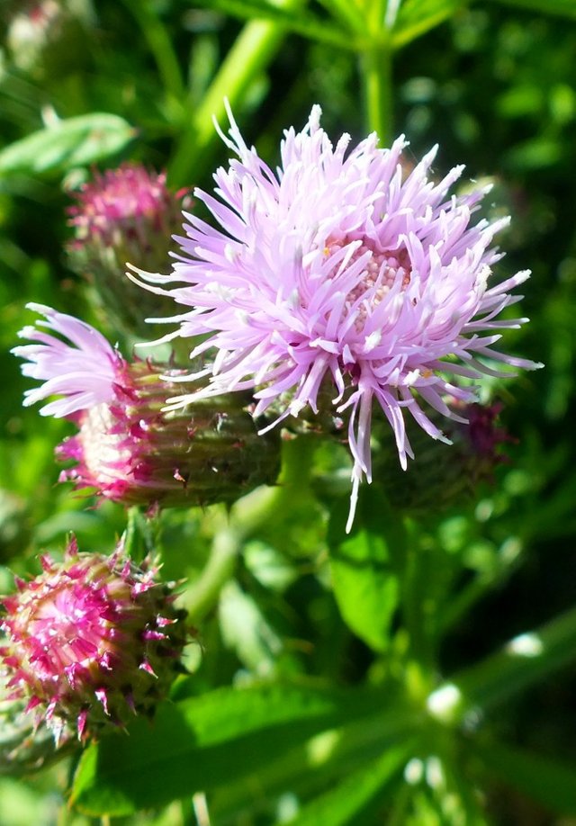 Thistles