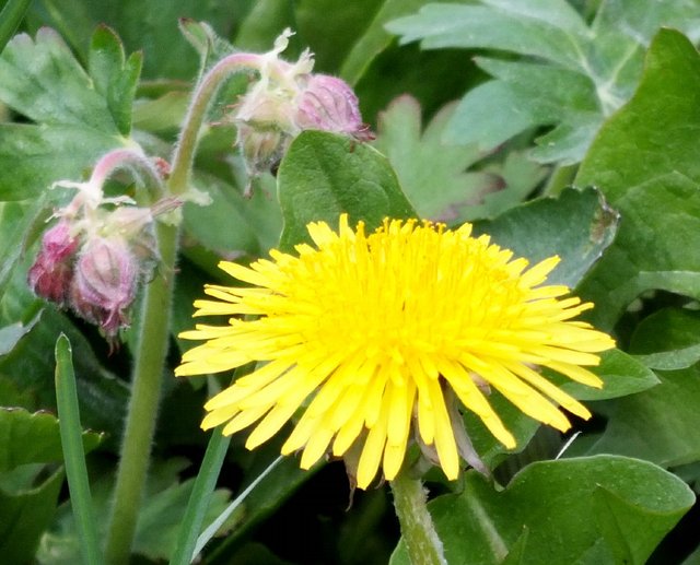 Dandelion