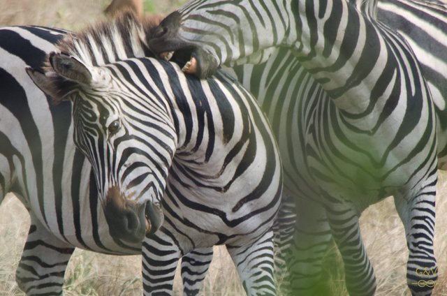 zebra