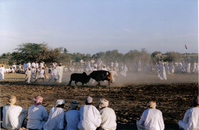 Bull Butting