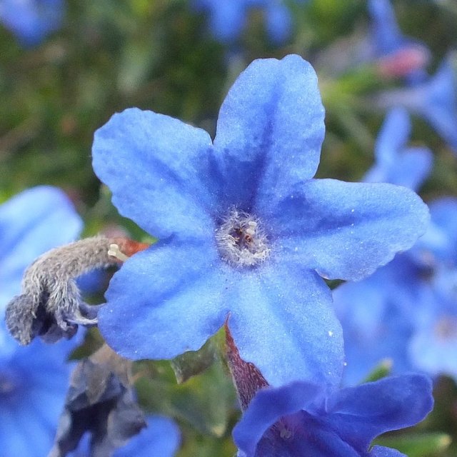 BlueFlower