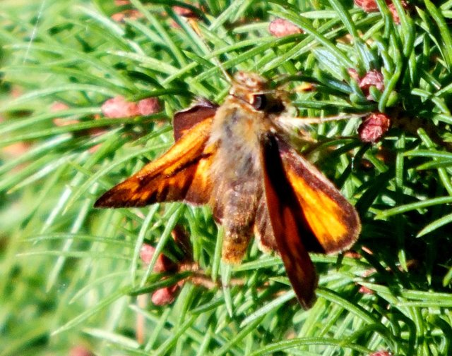 Skipper