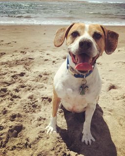 Puppy at the beach