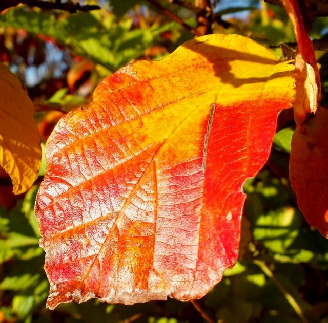 AutumnLeaf