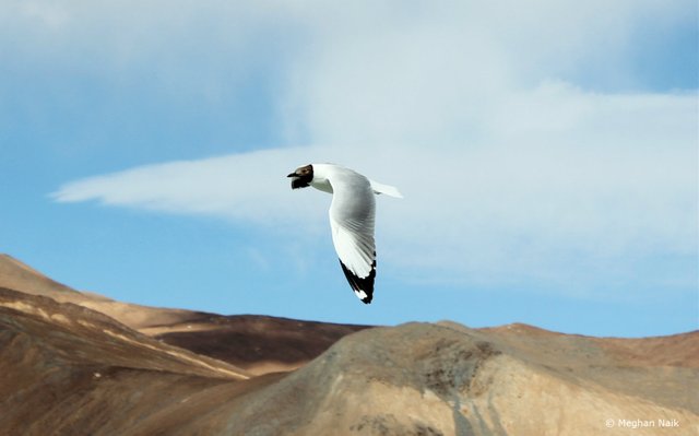 Brown-headed Gull, Pangong Tso, Ladakh