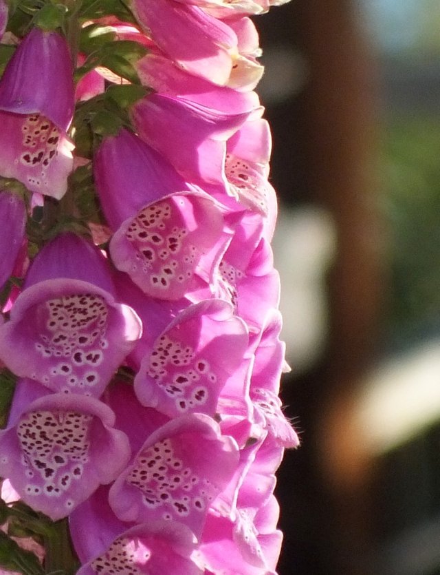 Foxglove