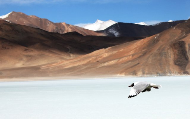 Brown-headed Gull, Pangong Tso, Ladakh