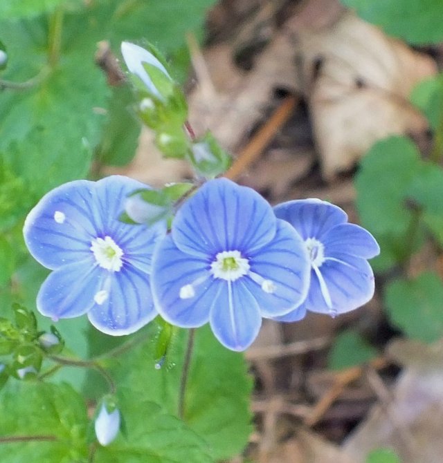 BlueFlower