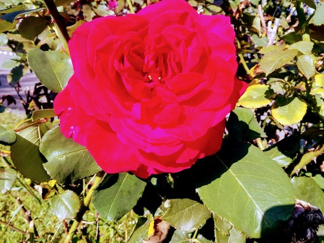 Get Victor hugo rose Free