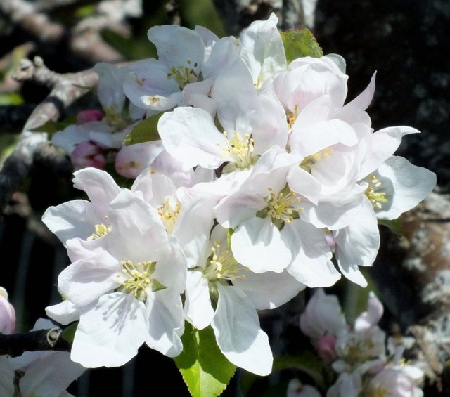 AppleBlossoms