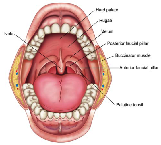 What Is The Thing In The Back Of Your Mouth Called