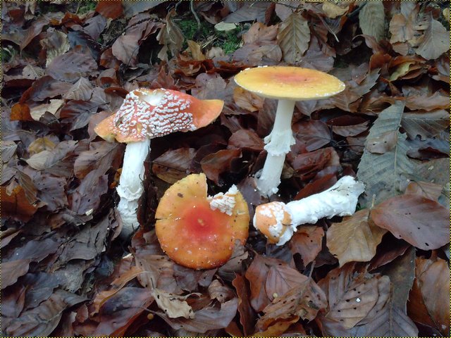 Agaric Flies One