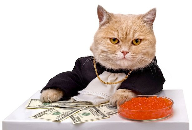Sexy Money Party Cat