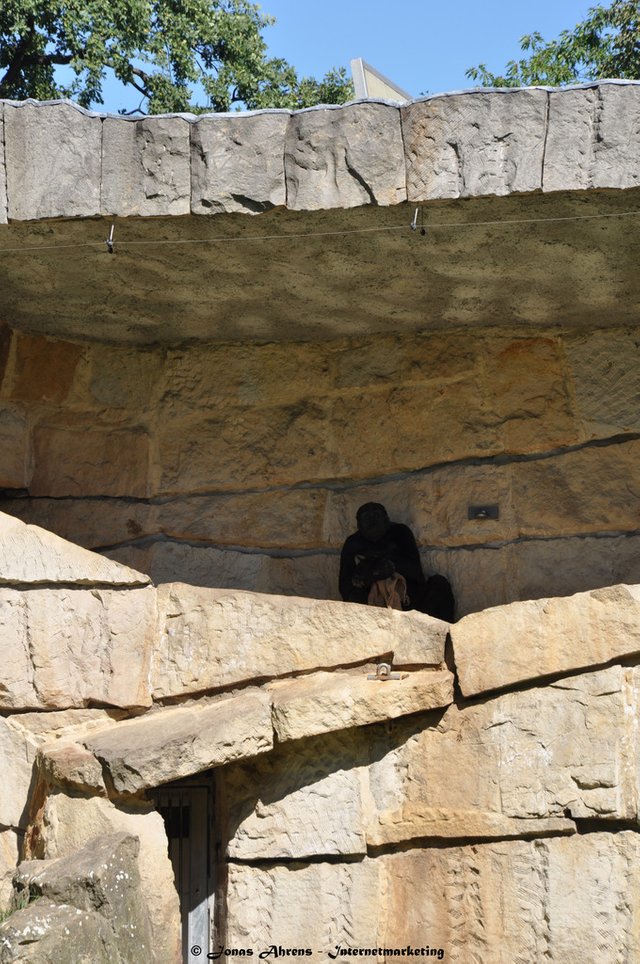  photo apes-in-the-berlin-zoo_11_zps8uqovaau.jpg