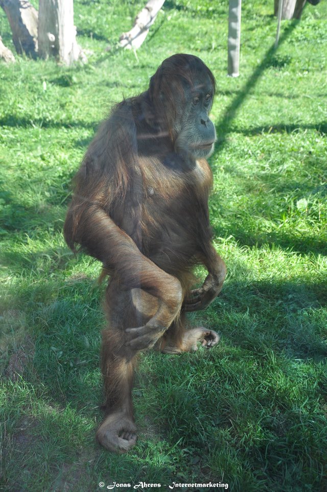  photo apes-in-the-berlin-zoo_17_zpspdquxo0y.jpg