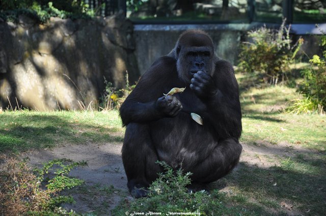  photo apes-in-the-berlin-zoo_1_zpsidjfig1c.jpg