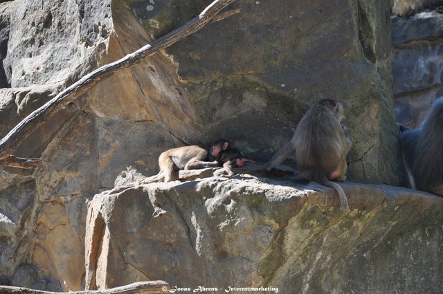 Baboons 1