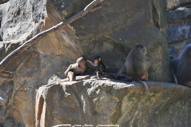 Baboons 3