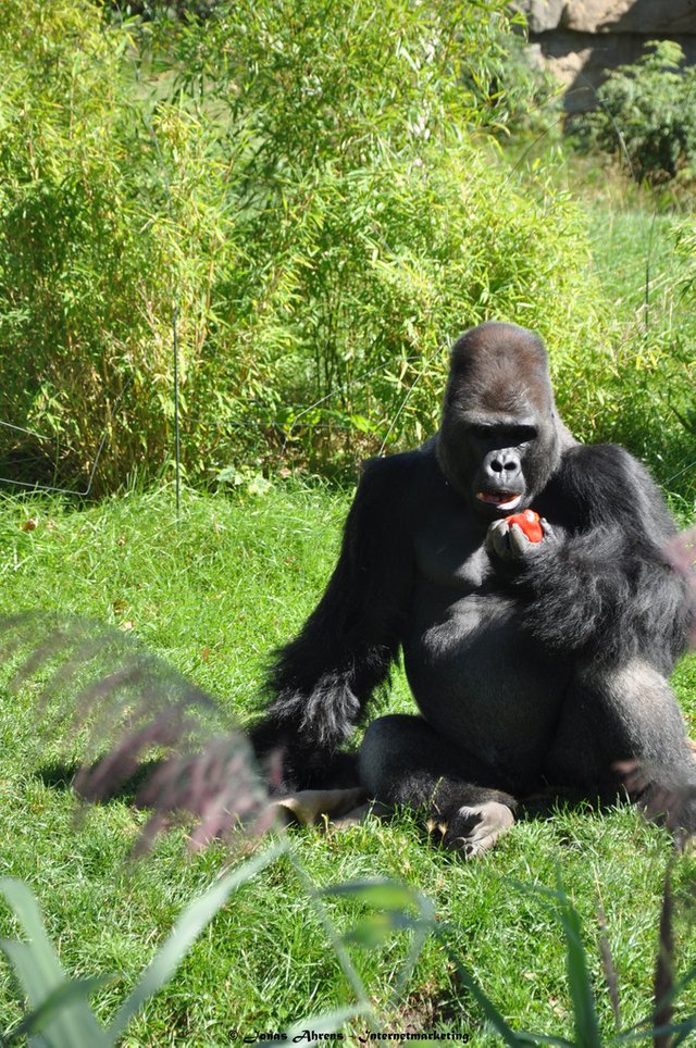  photo apes-in-the-berlin-zoo_2_zpsr8w6xxuo.jpg