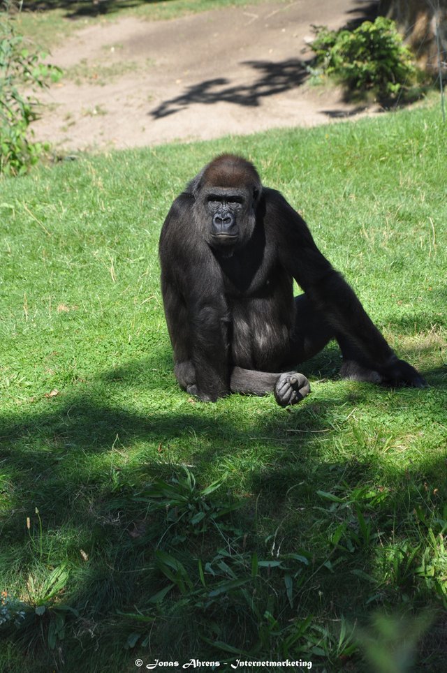  photo apes-in-the-berlin-zoo_31_zps2ieb93ww.jpg