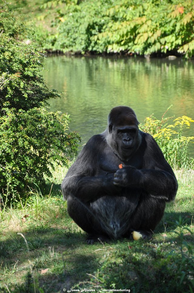  photo apes-in-the-berlin-zoo_3_zpsrfpootrg.jpg