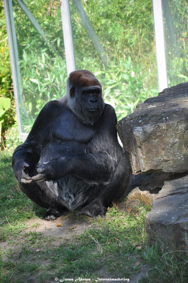  photo apes-in-the-berlin-zoo_41_zpszw0ms7zs.jpg