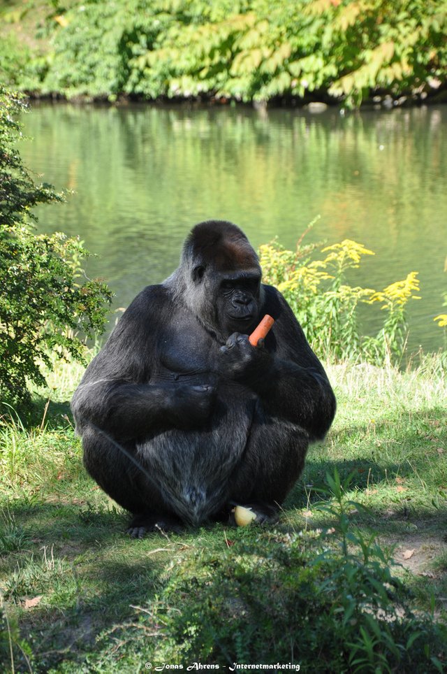  photo apes-in-the-berlin-zoo_4_zpsqwzw8mrz.jpg