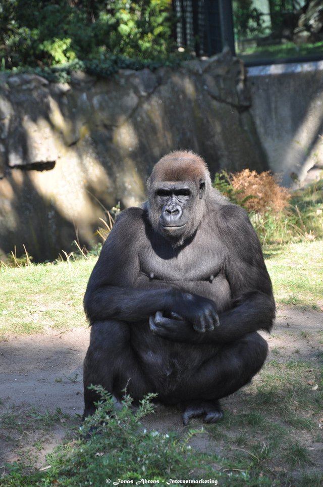  photo apes-in-the-berlin-zoo_7_zpse4exeszu.jpg