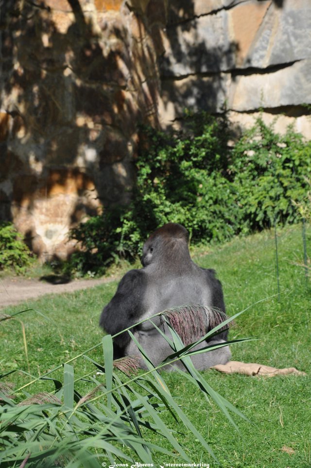  photo apes-in-the-berlin-zoo_9_zps1nnx2de2.jpg