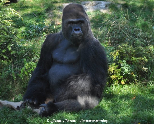  photo gorilla-king_zpscnlflcxg.jpg