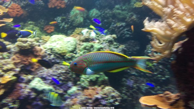 Parrotfish 1