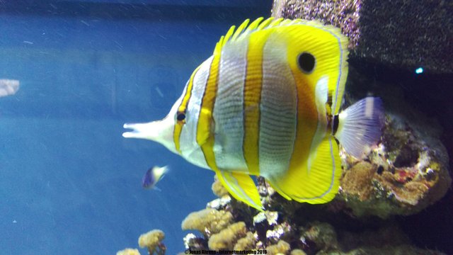 Copperband butterflyfish